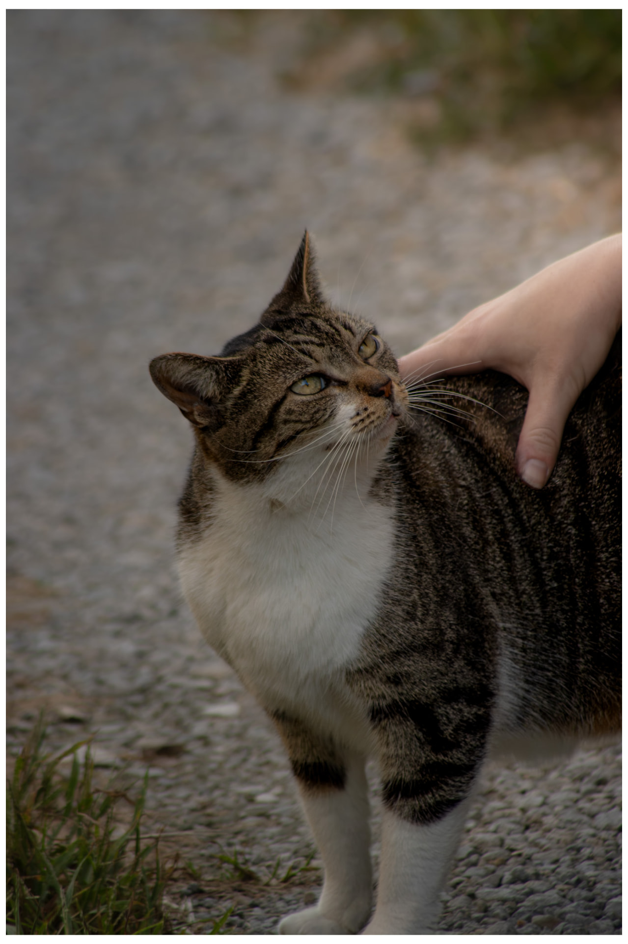 Tabby cat looking up while being petted