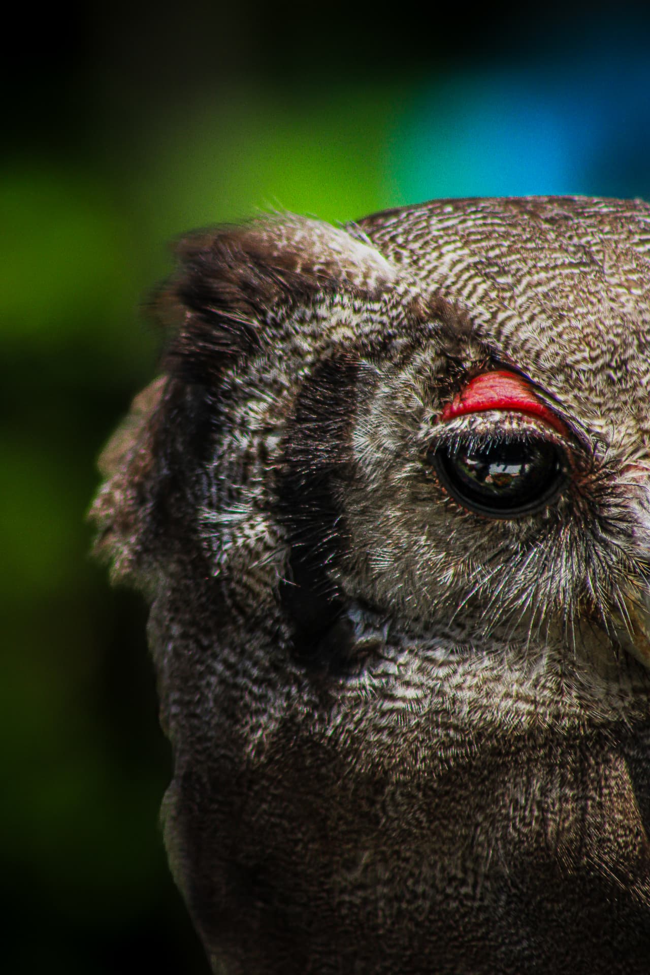 Close-up of an owl's face, one eye half closed