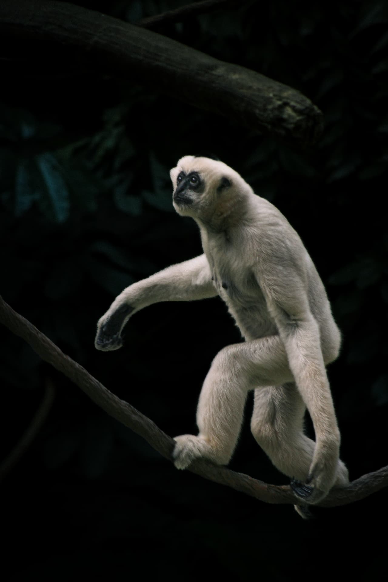 White gibbon stepping across a branch in the dark