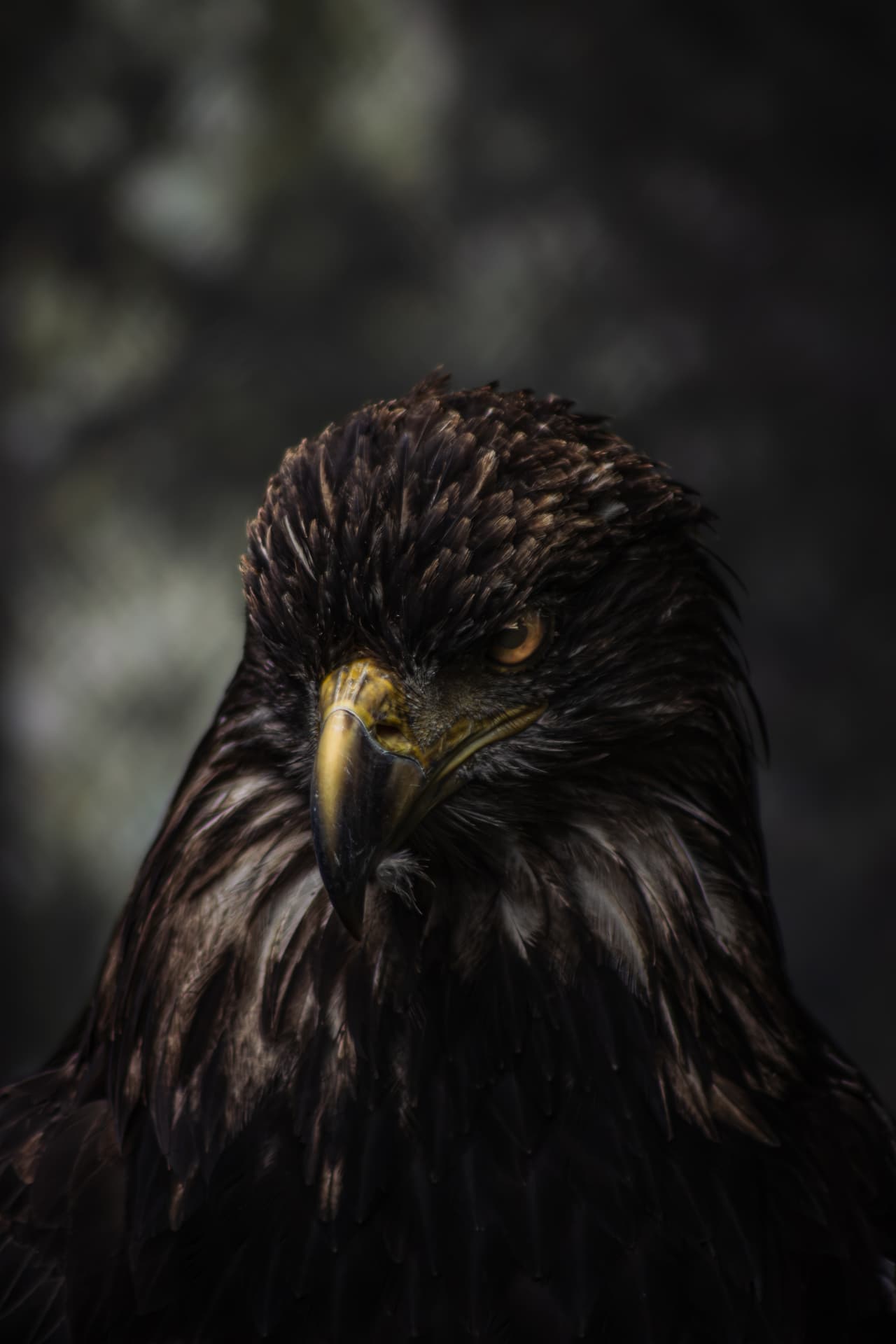 Juvenile eagle with rain-darkened feathers