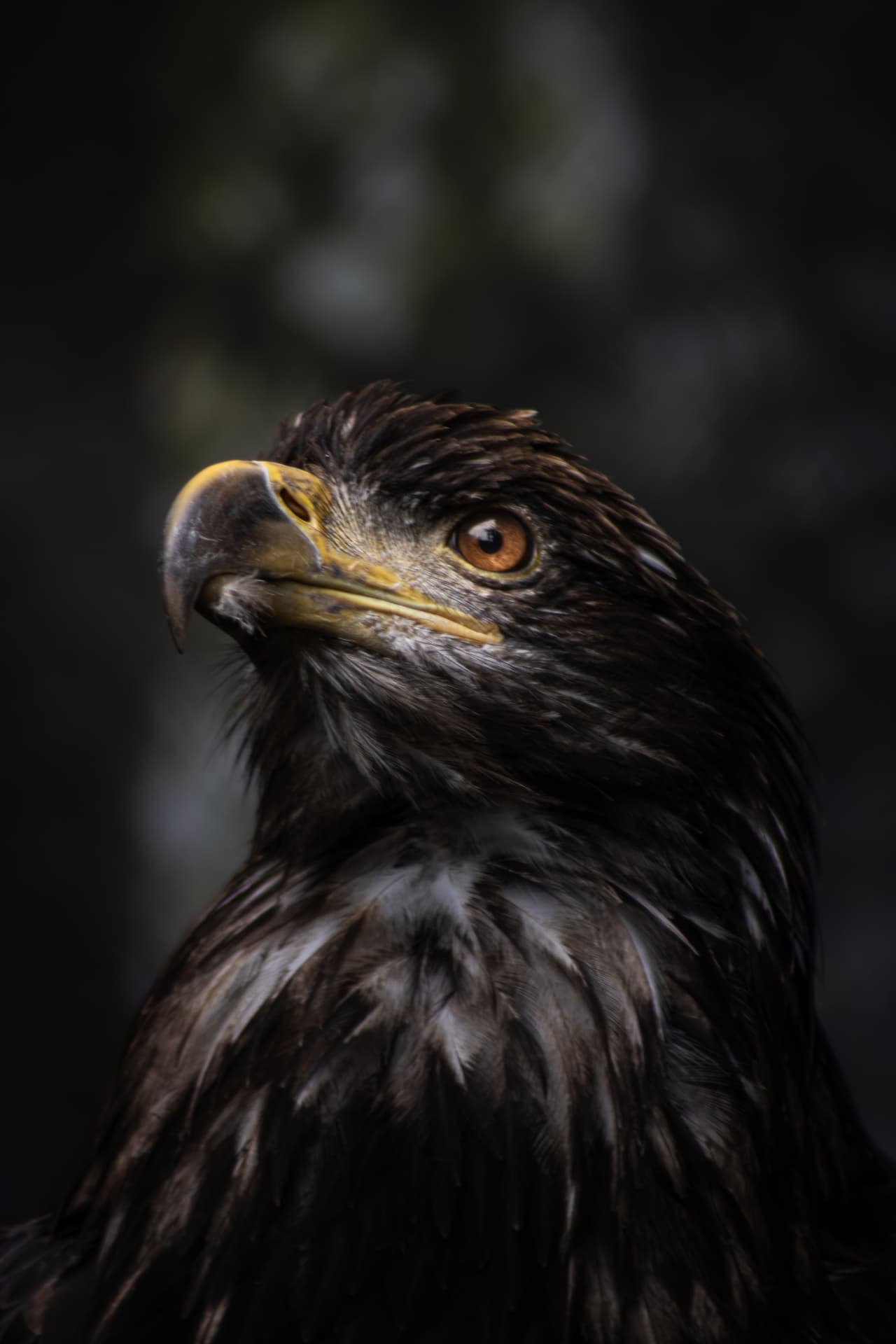 Portrait of a young eagle with a golden beak