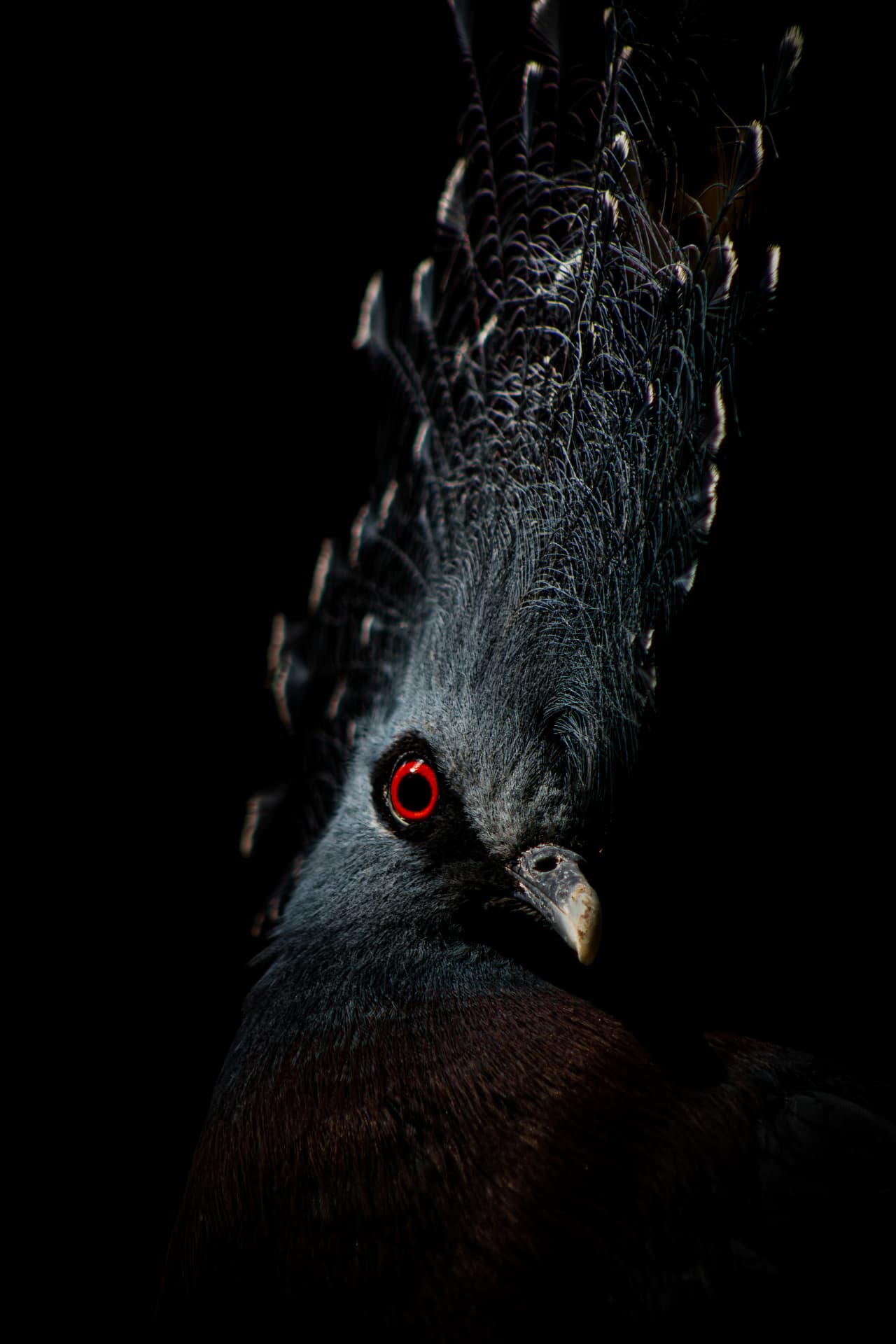 Victoria crowned pigeon with a crimson eye in near darkness