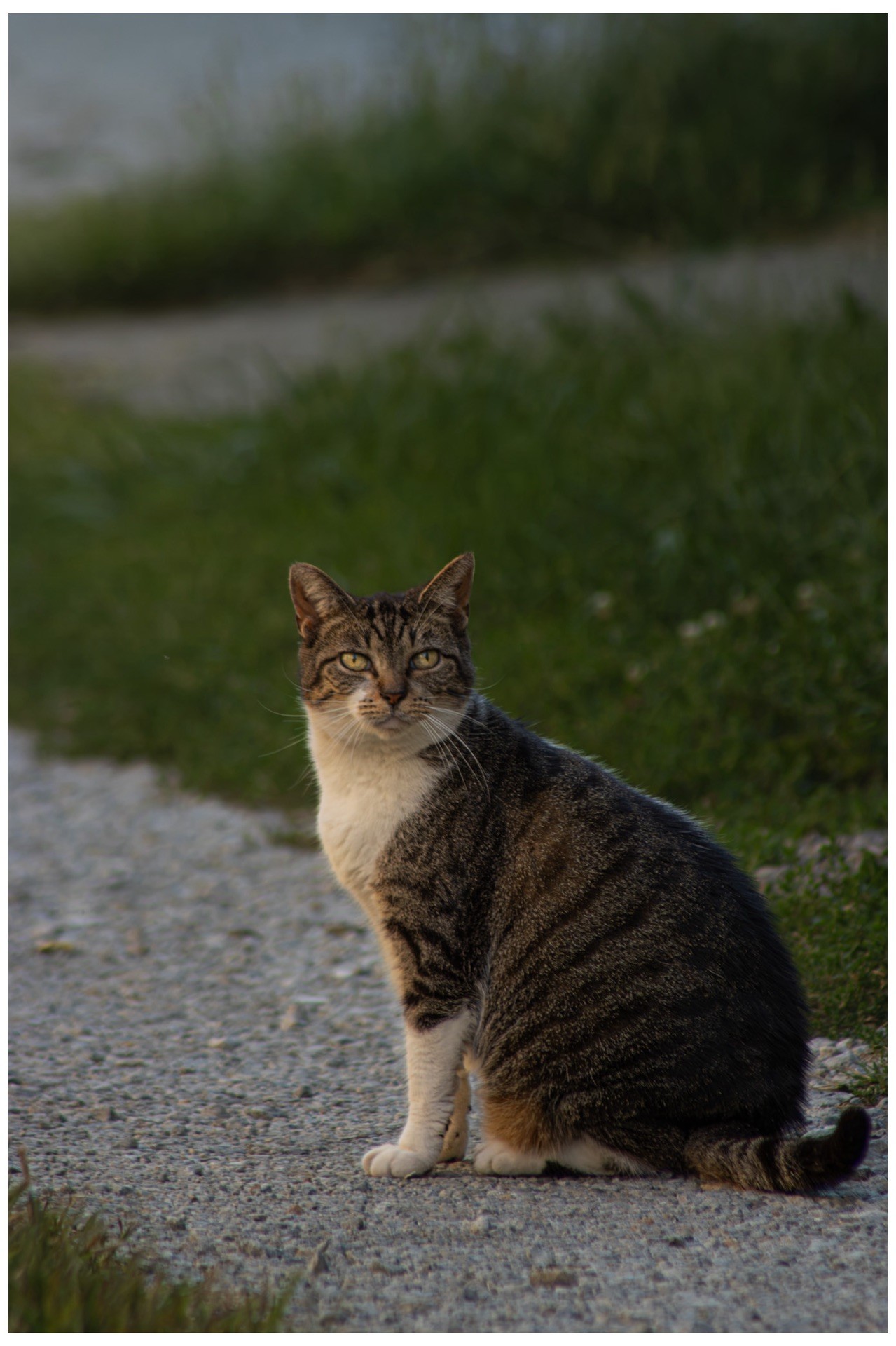Tabby cat sitting on a gravel path at dusk