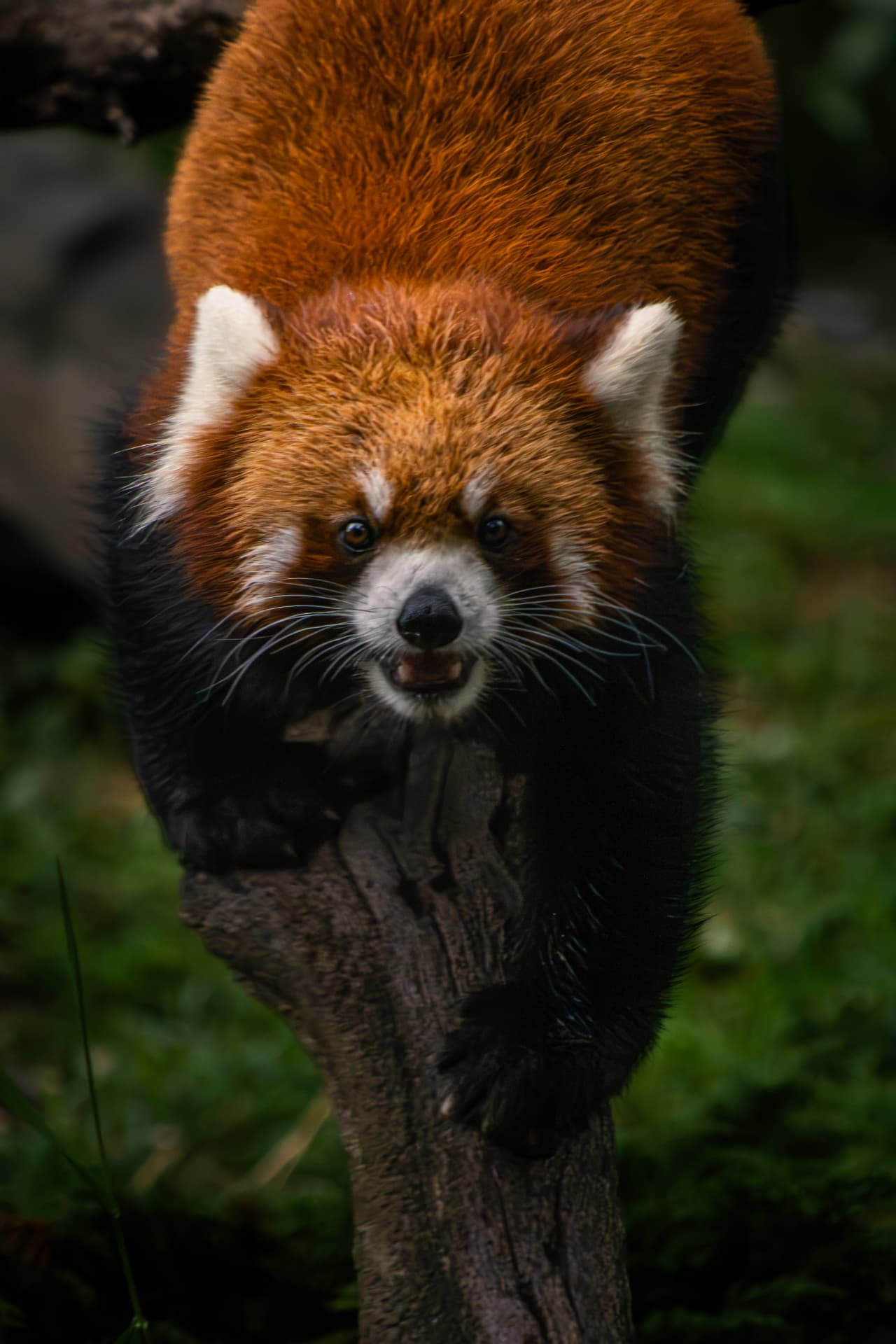 Red panda climbing down a tree trunk