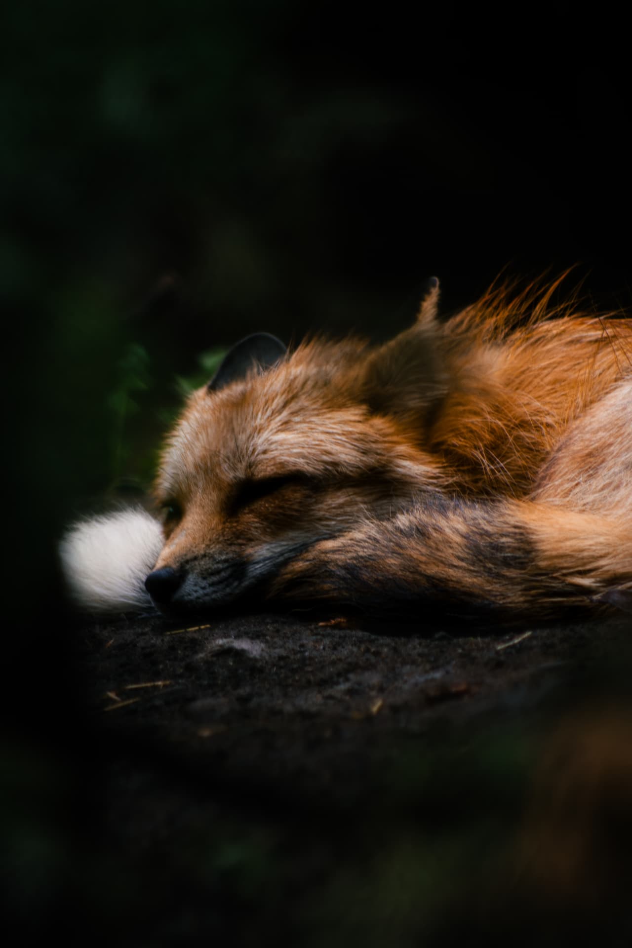Red fox sleeping curled on a log