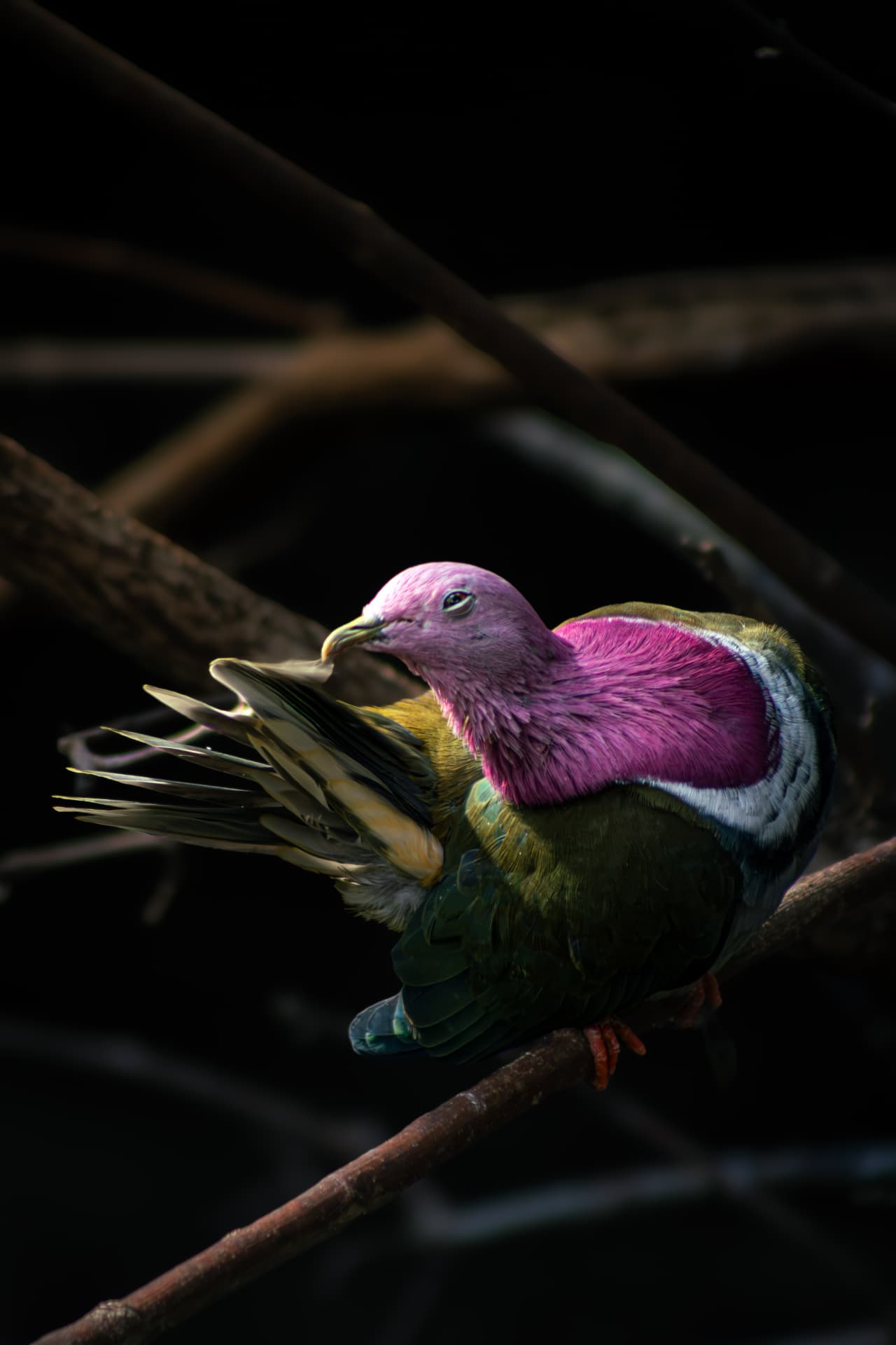 Pink-headed fruit dove preening on a branch