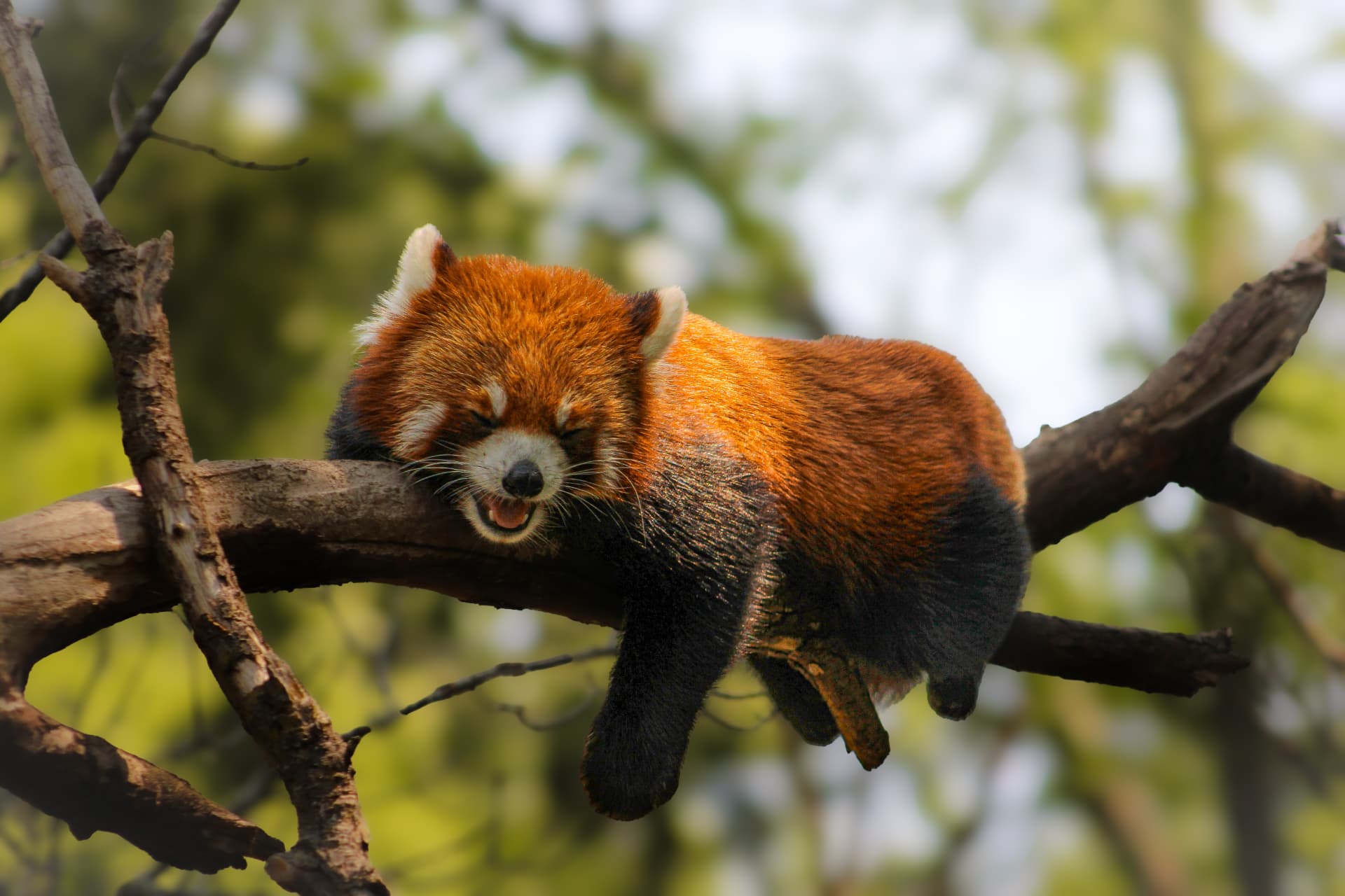 Red panda dozing on a tree branch